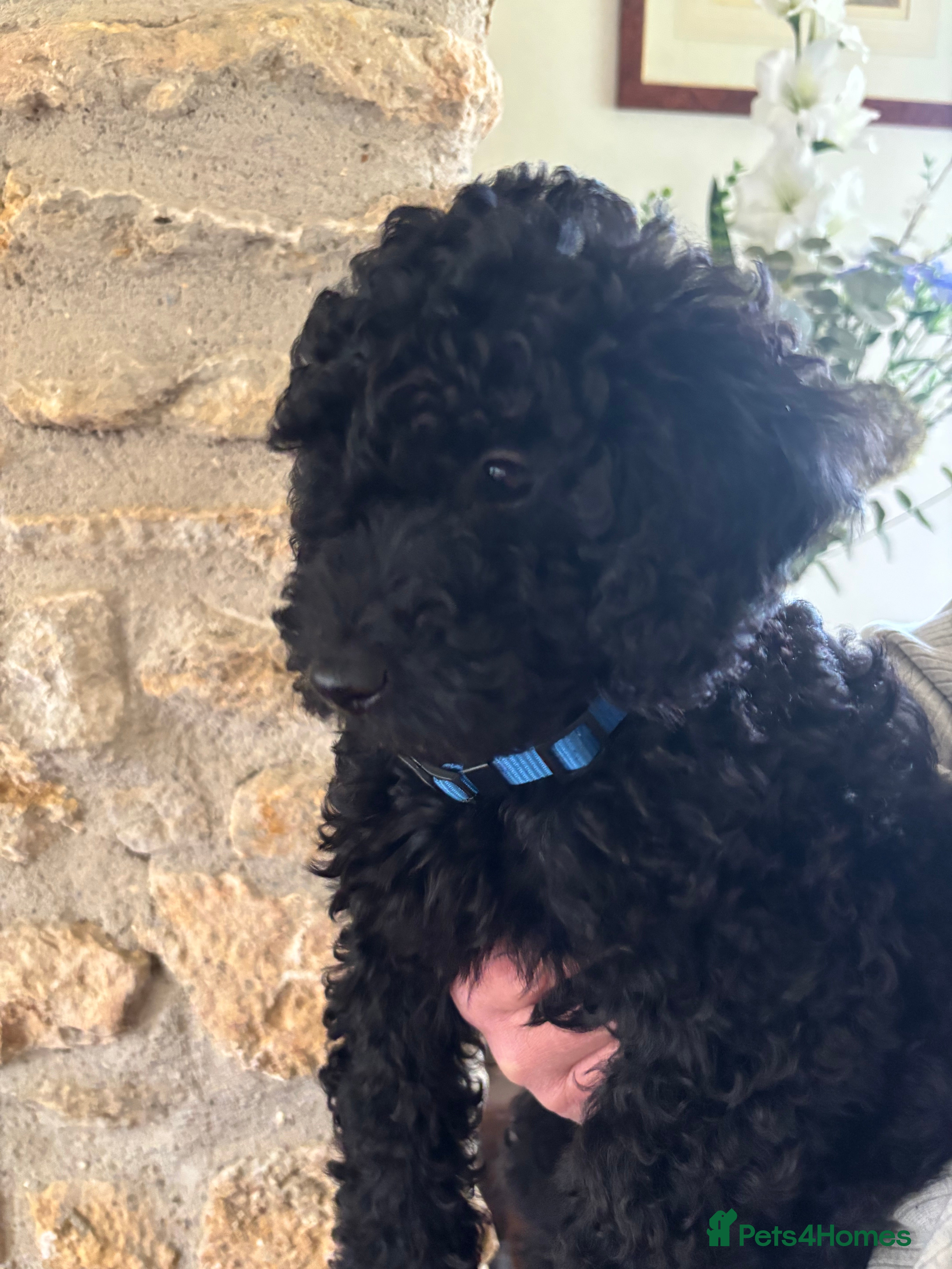 Sproodle dogs Gorgeous Sproodle F1b puppies - Advert 3