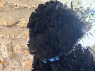 Sproodle dogs Gorgeous Sproodle F1b puppies - Advert 3