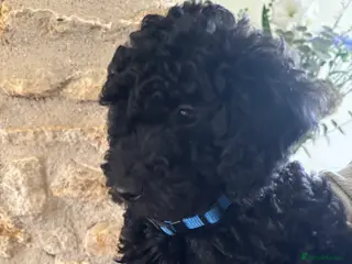 Sproodle dogs Gorgeous Sproodle F1b puppies - Advert 11