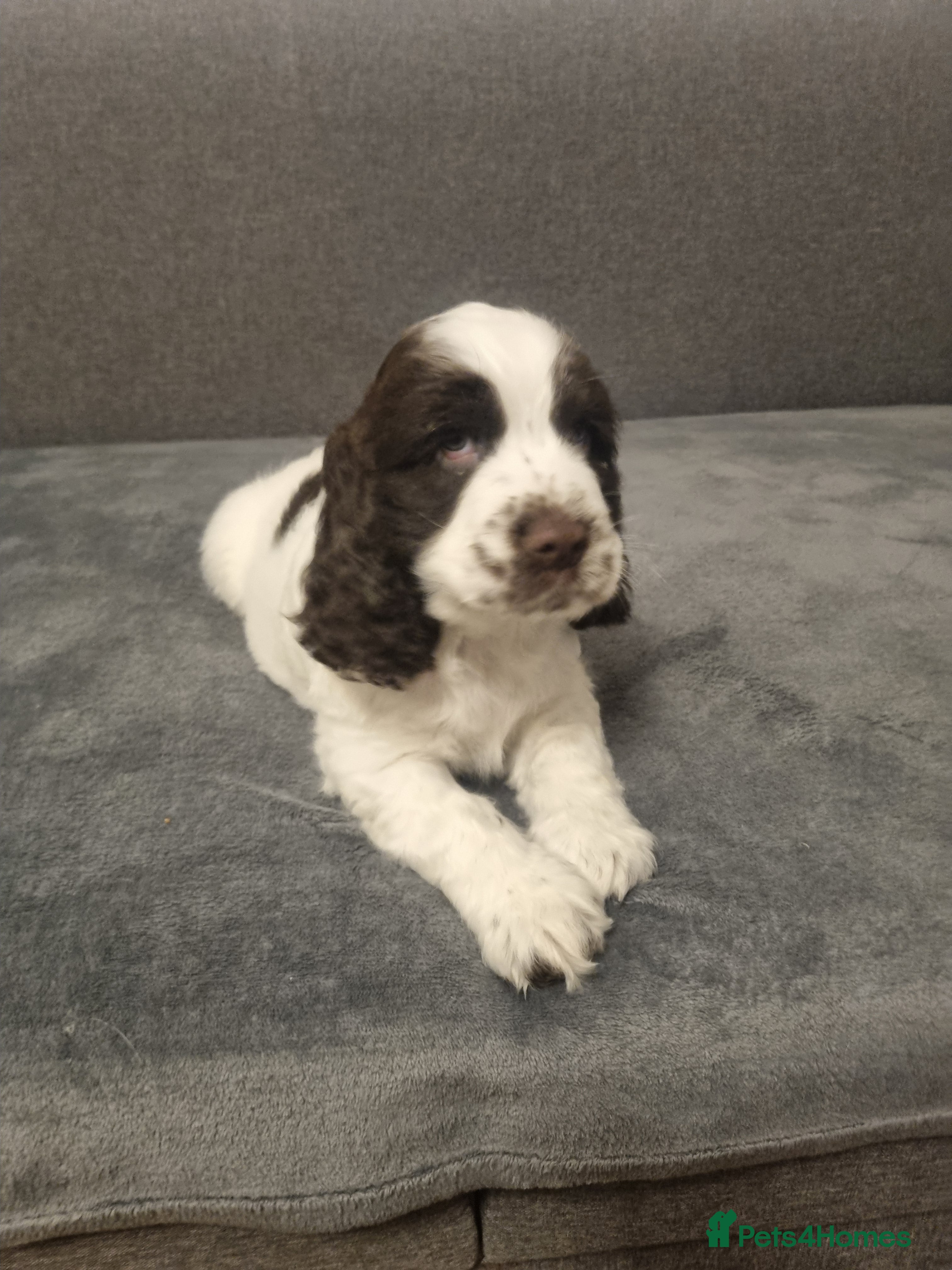 Cocker Spaniel dogs  Show Cockerspaniel puppies Ready to Leave - Advert 9