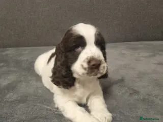 Cocker Spaniel dogs Show Cockerspaniel puppies Ready to Leave - Advert 9
