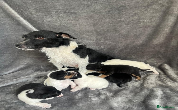 Jack Russell dogs - Advert 1