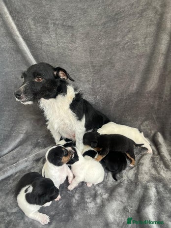 Jack Russell dogs - Advert 1