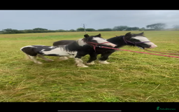 Irish Cob horses for sale: Edwin and chopper  - Image 1