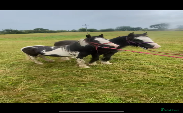 Irish Cob horses - Advert 1