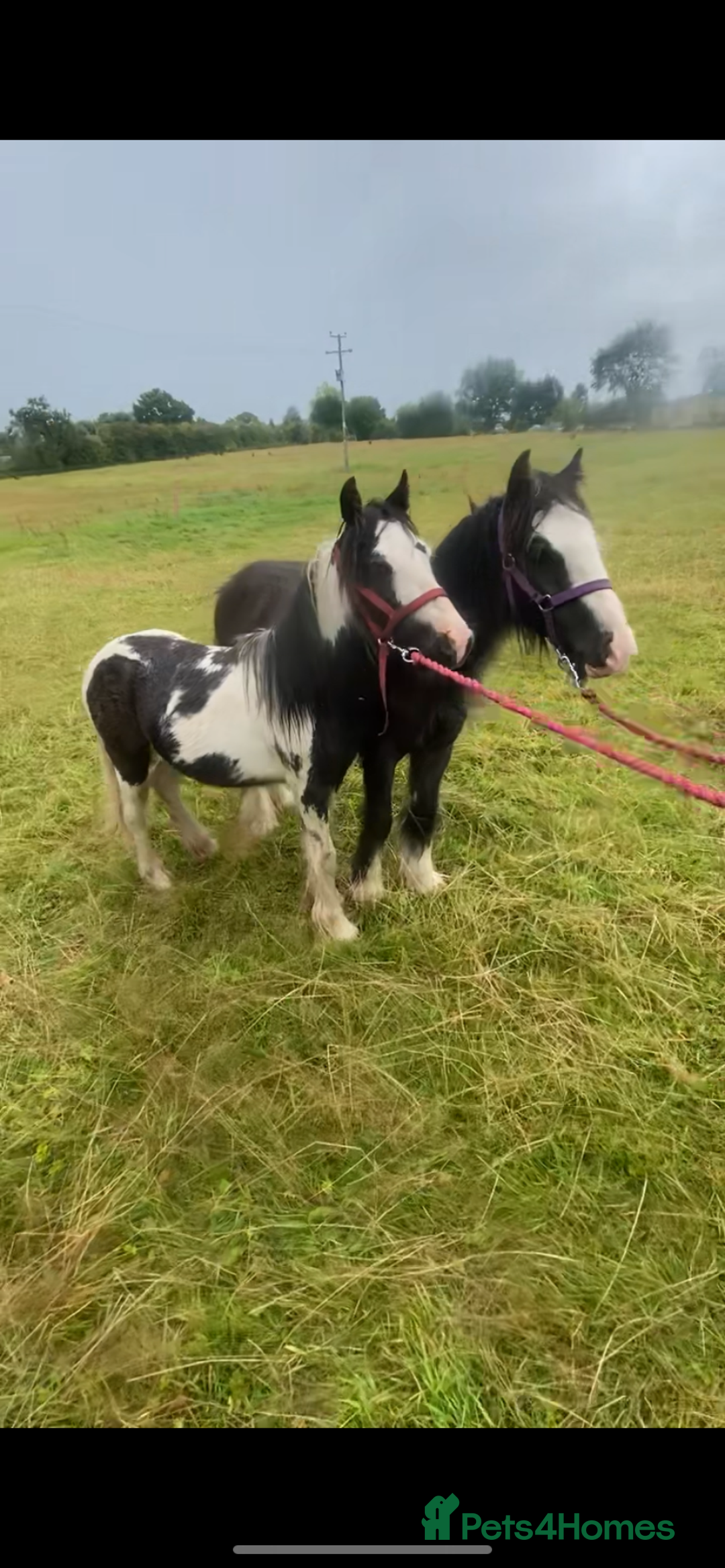 Irish Cob horses for sale: Edwin and chopper  - Image 1