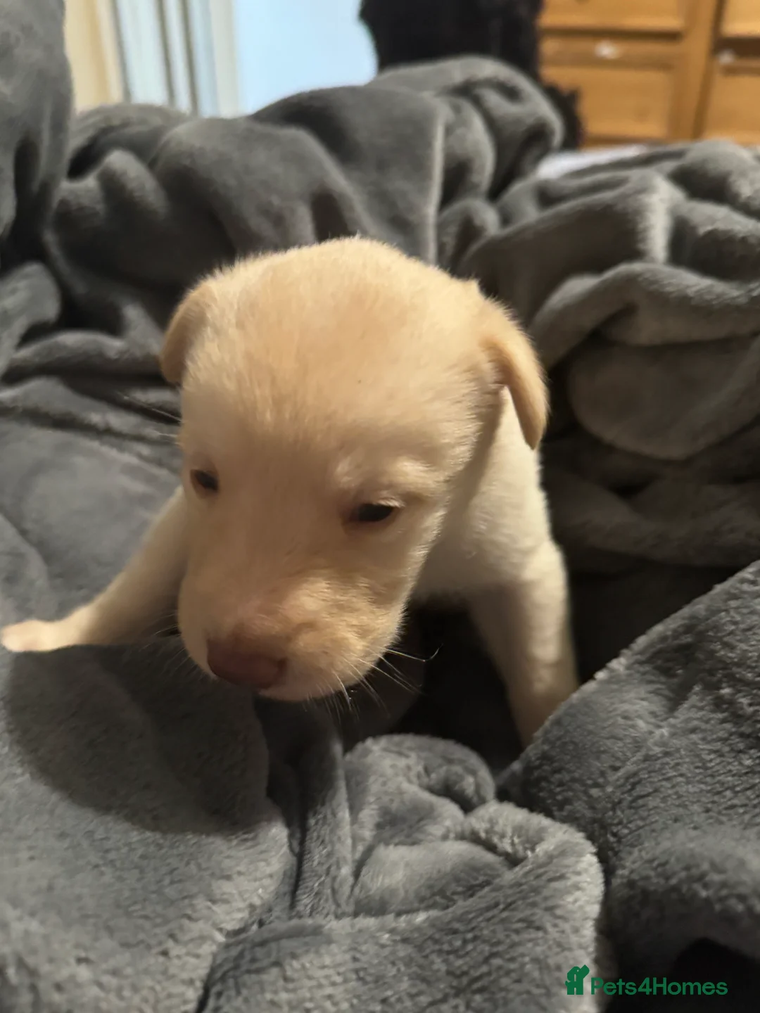 Borador dogs for sale: 8 lab cross collies  - Advert 11