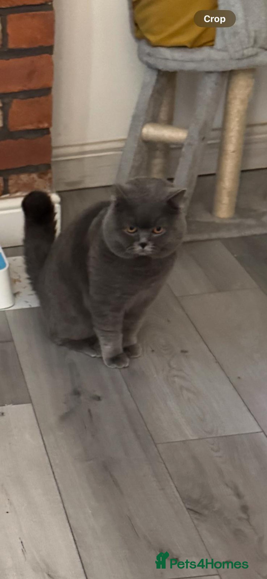 British Shorthair cats for sale: Gorgeous BSH kittens  - Image 4