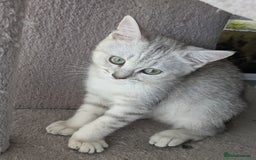 Mixed Breed cats for sale: Stunning British Shorthair cross Ragdoll Girl  - Image 2