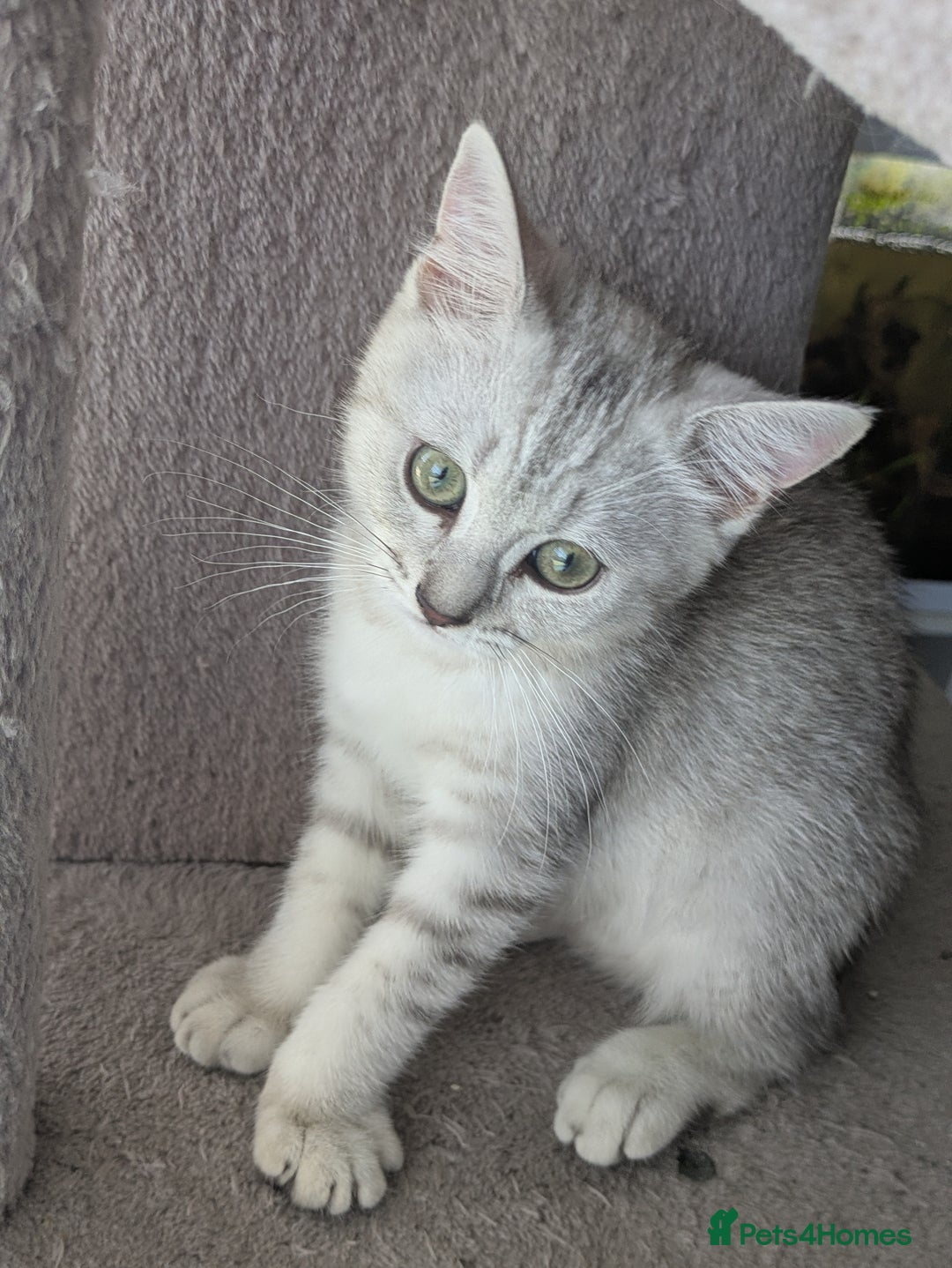 Mixed Breed cats for sale: Stunning British Shorthair cross Ragdoll Girl  - Image 2