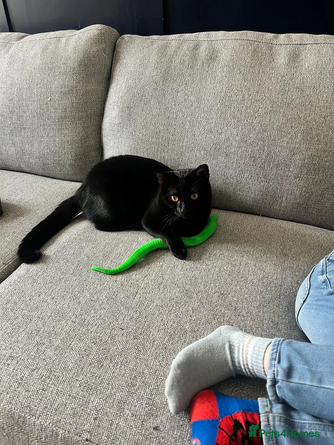 Mixed Breed cats for sale: Bruce  in Loughborough - Advert 3