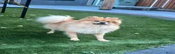 Mixed Breed dogs for sale: Looking for a better owner for my Lovely dog in Liverpool - Advert 3