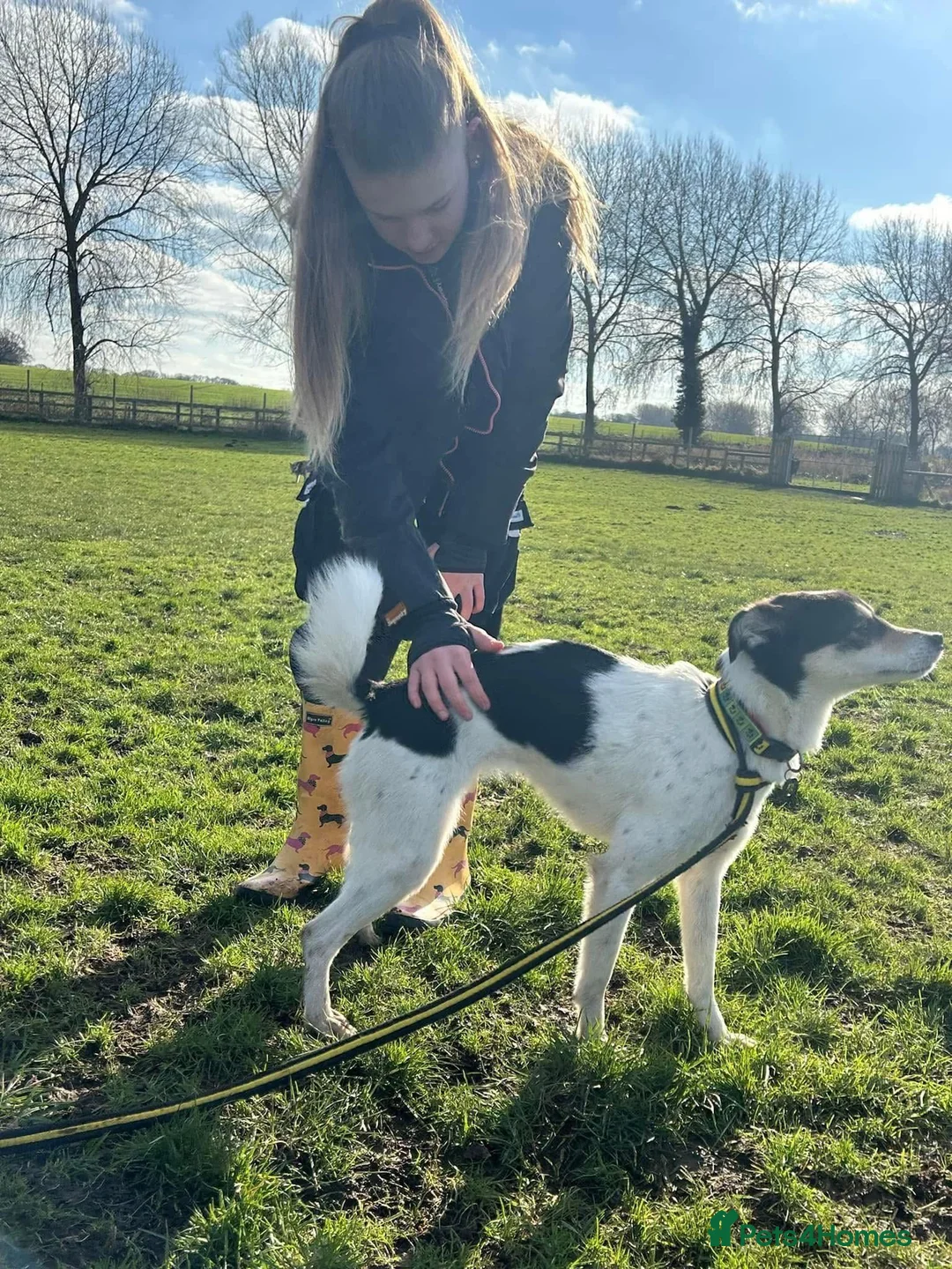 Mixed Breed dogs for adoption: Pippa - Norwich Norfolk  in Norwich - Advert 18