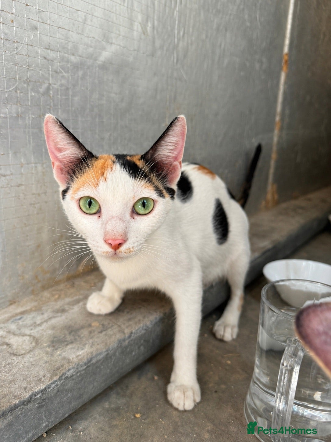 Arabian Mau cats Beautiful Arabian Mau - 1.5yrs old - Advert 3