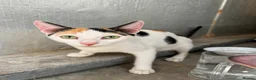 Arabian Mau cats for adoption: Beautiful Arabian Mau - 1.5yrs old - Advert 1