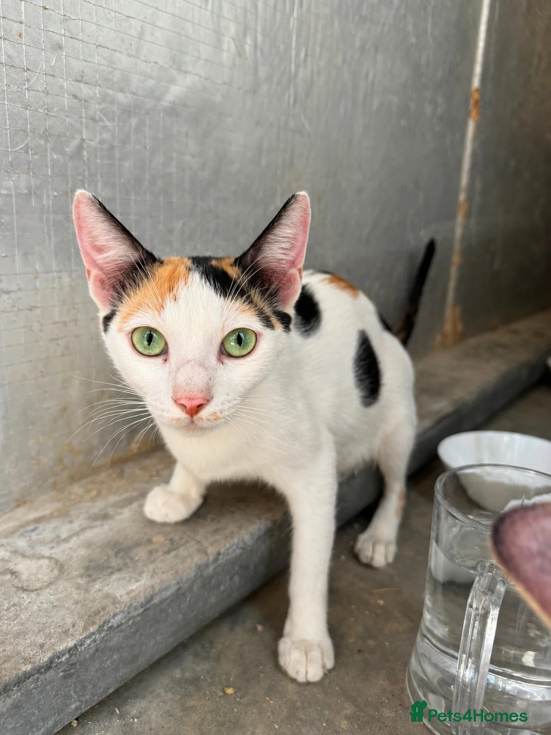 Arabian Mau cats for adoption: Beautiful Arabian Mau - 1.5yrs old - Advert 1