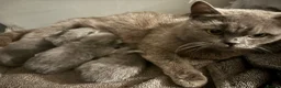 British Shorthair cats for sale: 2 female blue BSH  - Advert 1