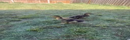 Ducks poultry for sale: 2 x ducklings  in Burgess Hill - Advert 2