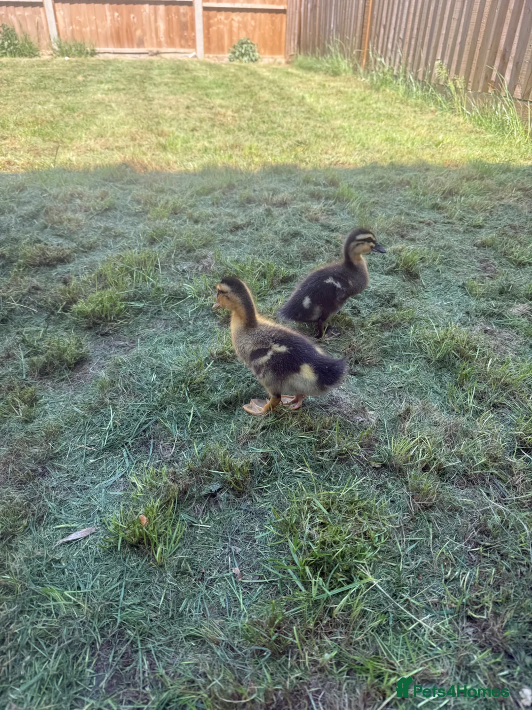 Ducks poultry for sale: 2 x ducklings  in Burgess Hill - Advert 2