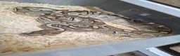 Mixed Breed reptiles for sale: Ball pythons, tarantula, African land snails - Advert 9