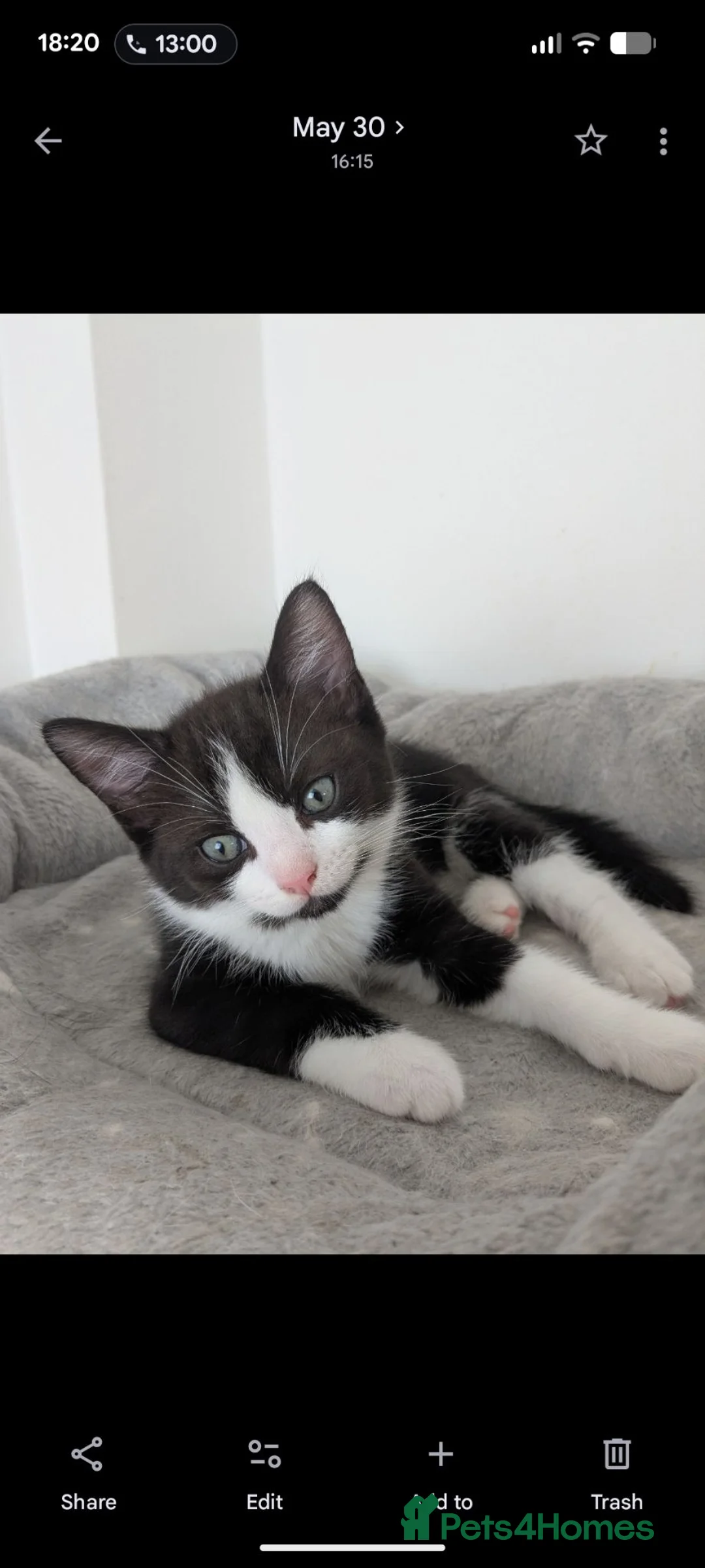 Mixed Breed cats for sale: Kiten - Advert 1