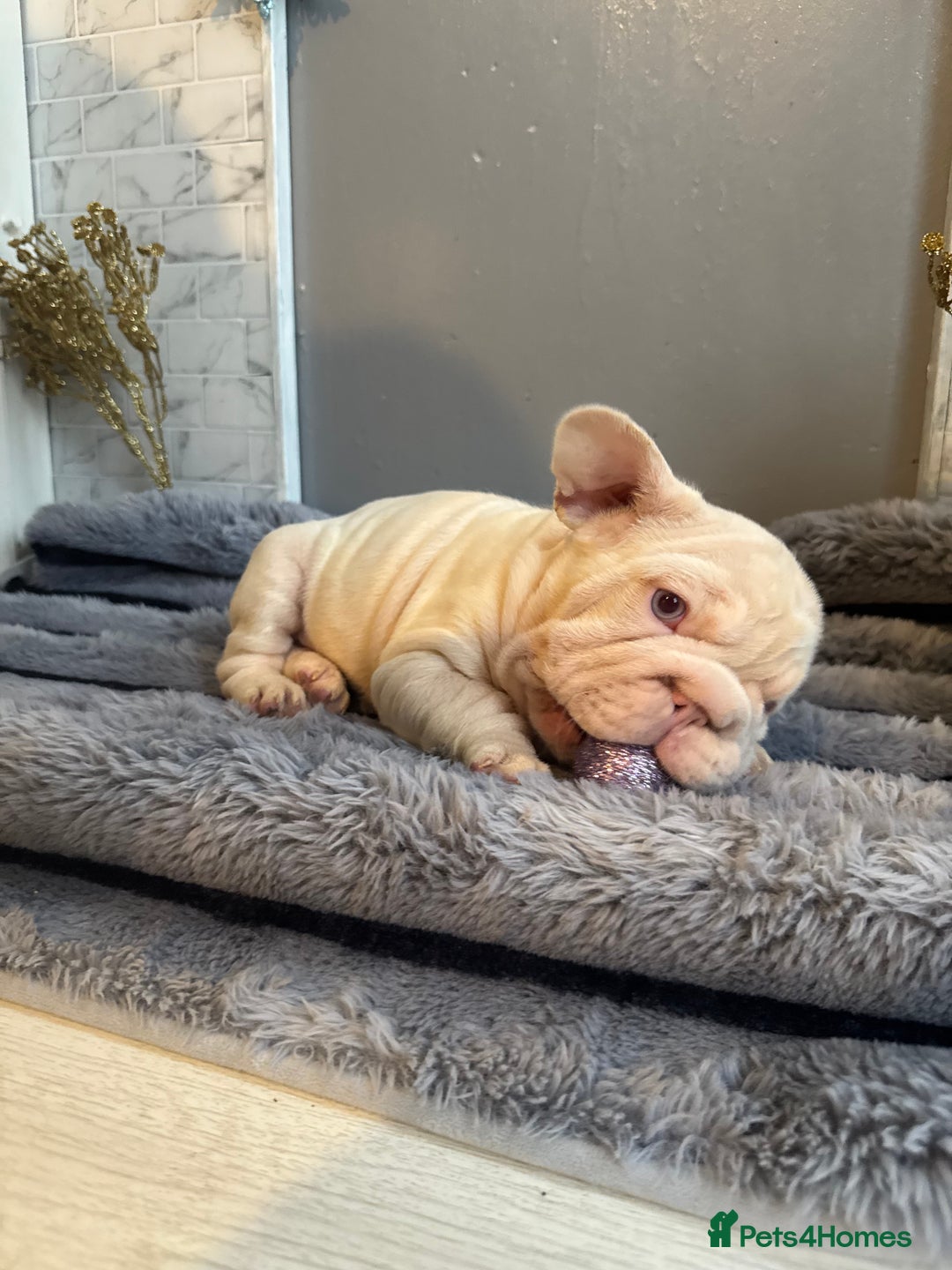French Bulldog dogs for sale: Quality French bulldog puppies - Advert 3