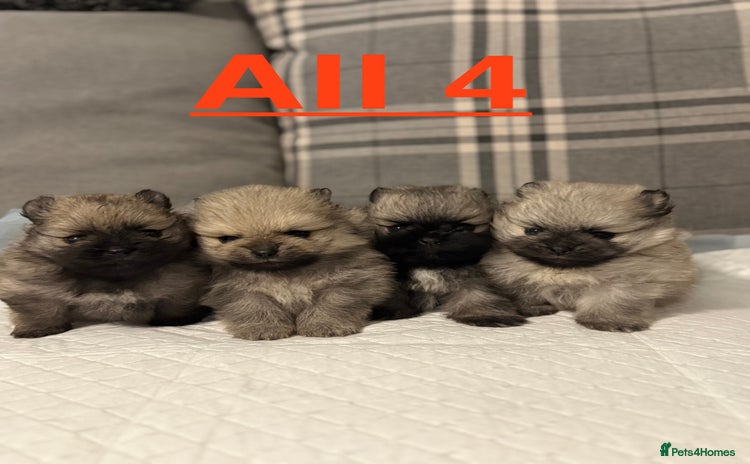 Pomeranian dogs - Advert 1