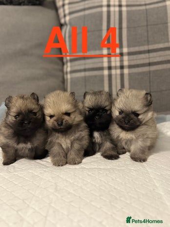 Pomeranian dogs - Advert 1