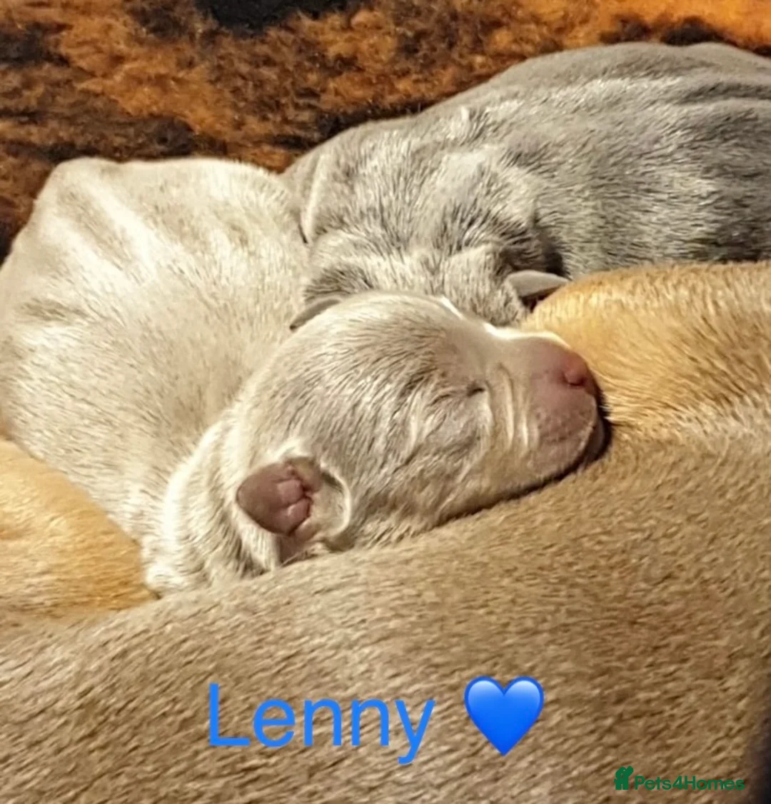 Jack Russell dogs for stud: Lenny Son of Much Wenlock Louie in Wokingham - Advert 7