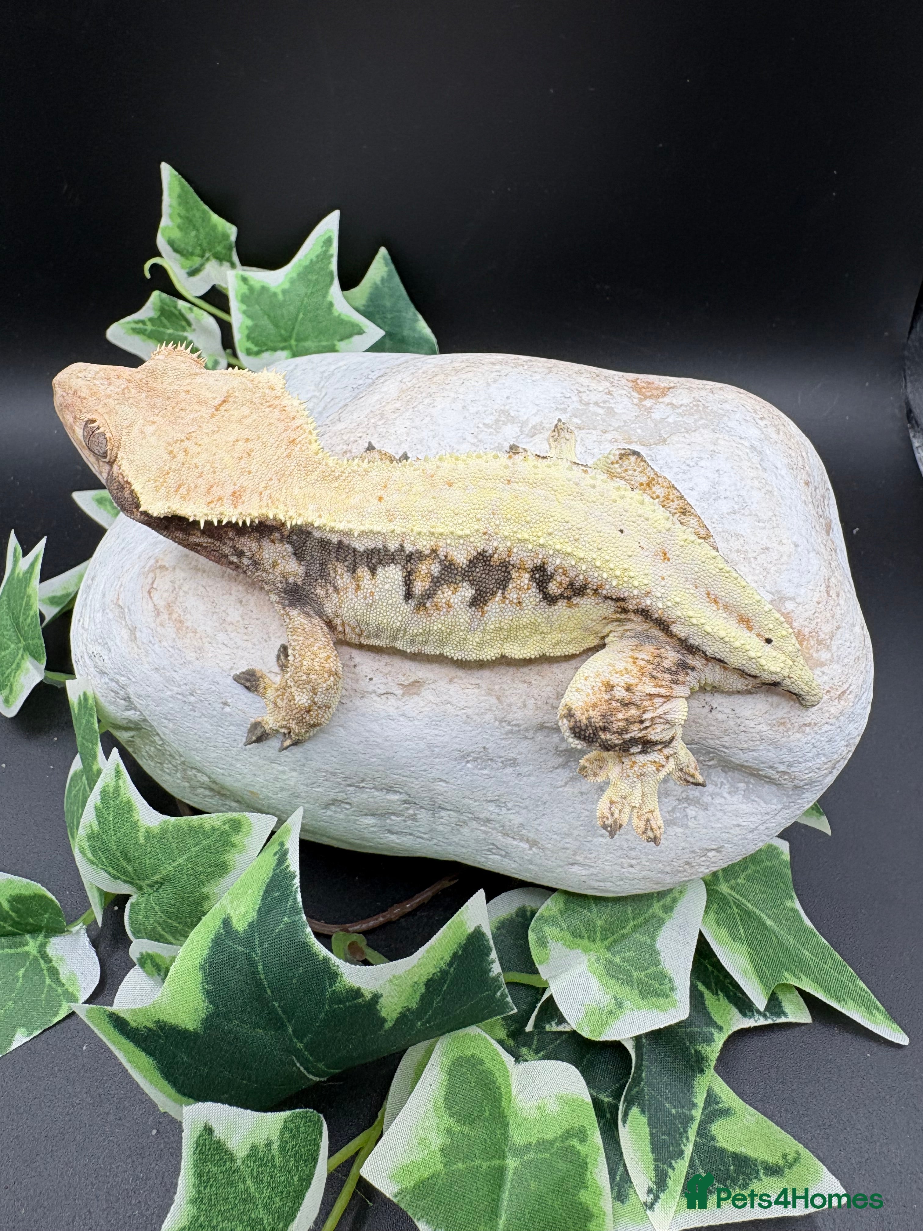 Gecko reptiles Female tri coloured Lily white - Advert 8