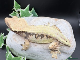 Gecko reptiles Female tri coloured Lily white - Advert 8
