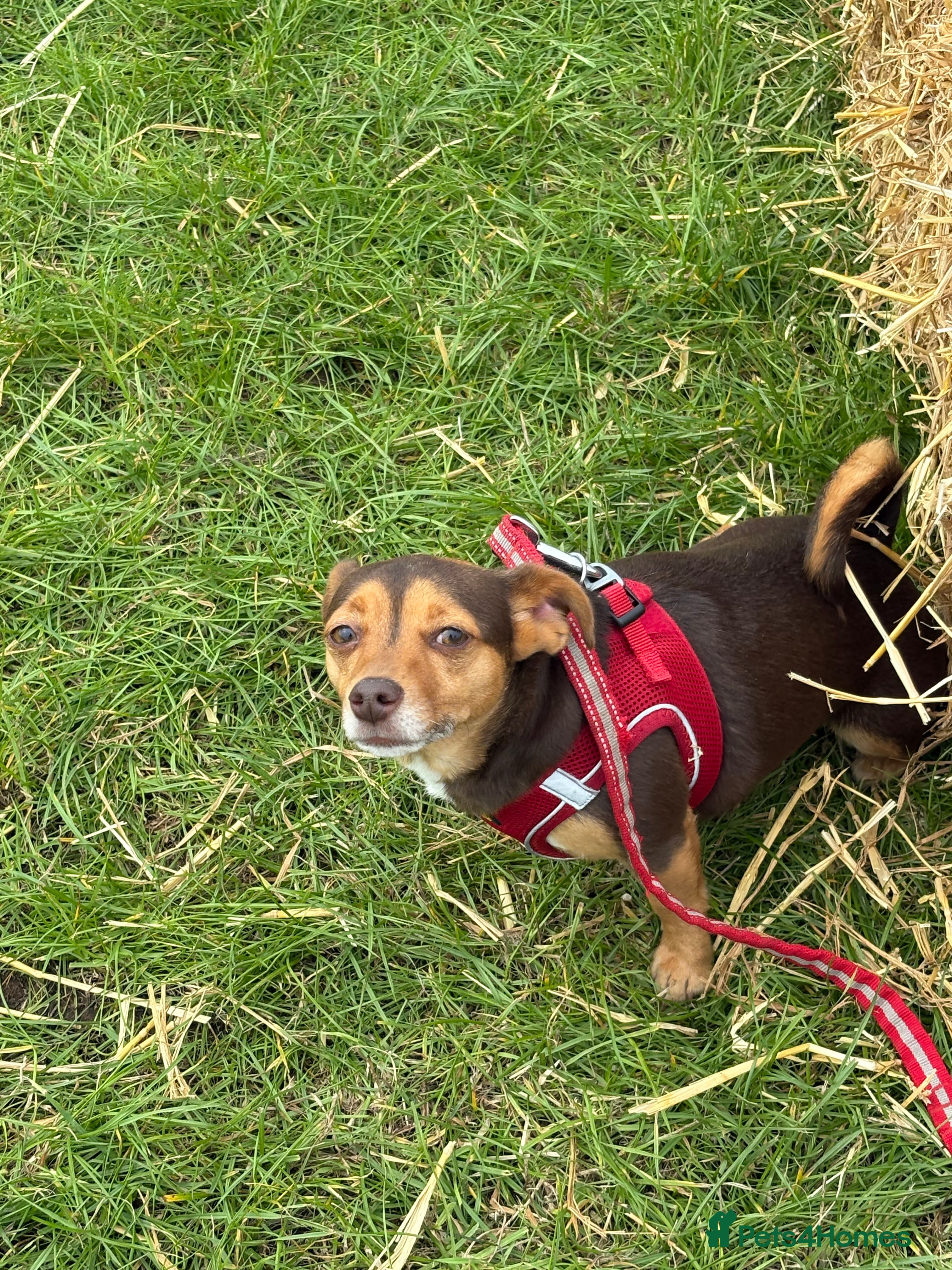 Jack Russell dogs Jack Russell  - Advert 1