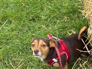 Jack Russell dogs Jack Russell - Advert 3