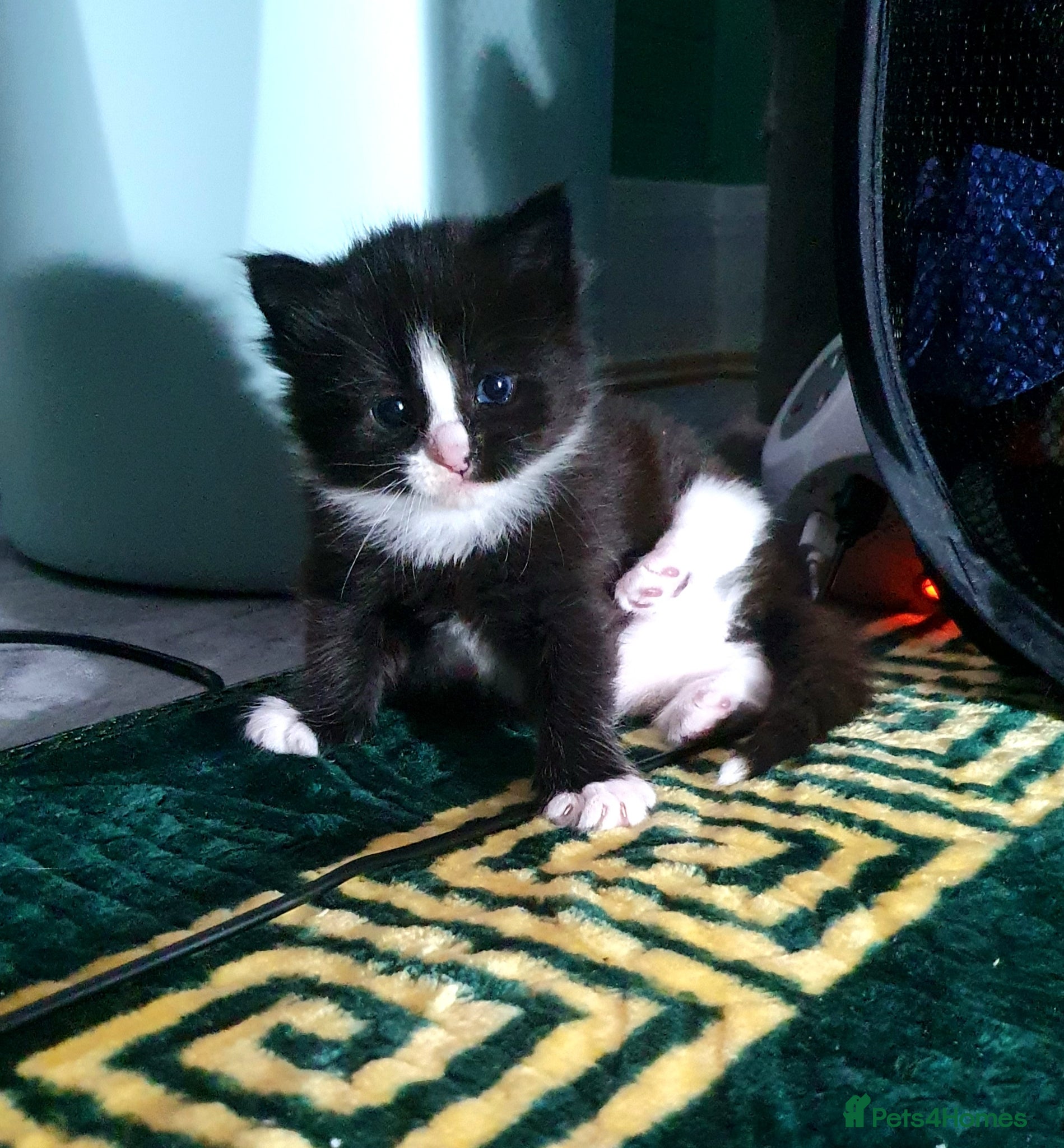 Mixed Breed cats Cute, playful, lovely kitten £200 - Advert 4