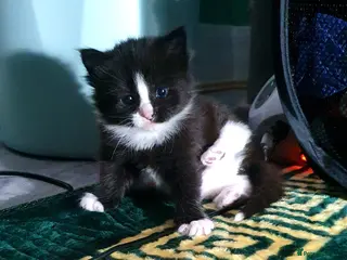 Mixed Breed cats Cute, playful, lovely kitten £200 - Advert 10