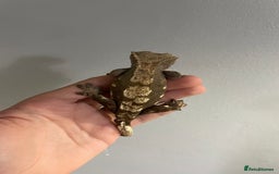 Gecko reptiles for sale: Crested geckos adults and baby’s  - Image 6