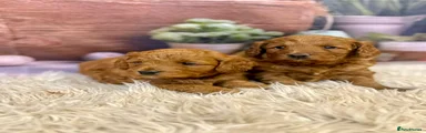 Cockapoo Puppy 2