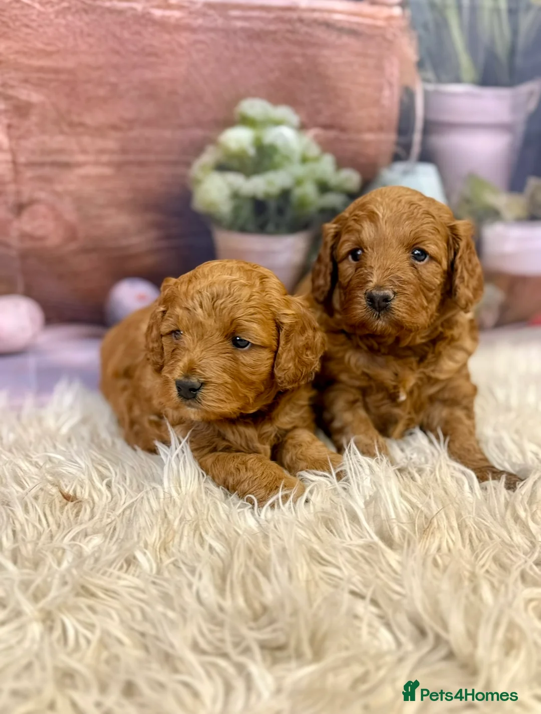 Cockapoo dogs for sale: Fabulous F1 cockerpoo girl - Advert 2