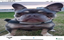 French Bulldog dogs for sale: Lilac and tan female adult rehome needed  - Image 2