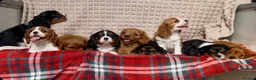 Cavalier King Charles Spaniel dogs for sale: STUNNING CAVALIER KING CHARLES PUPPIES  - Advert 3