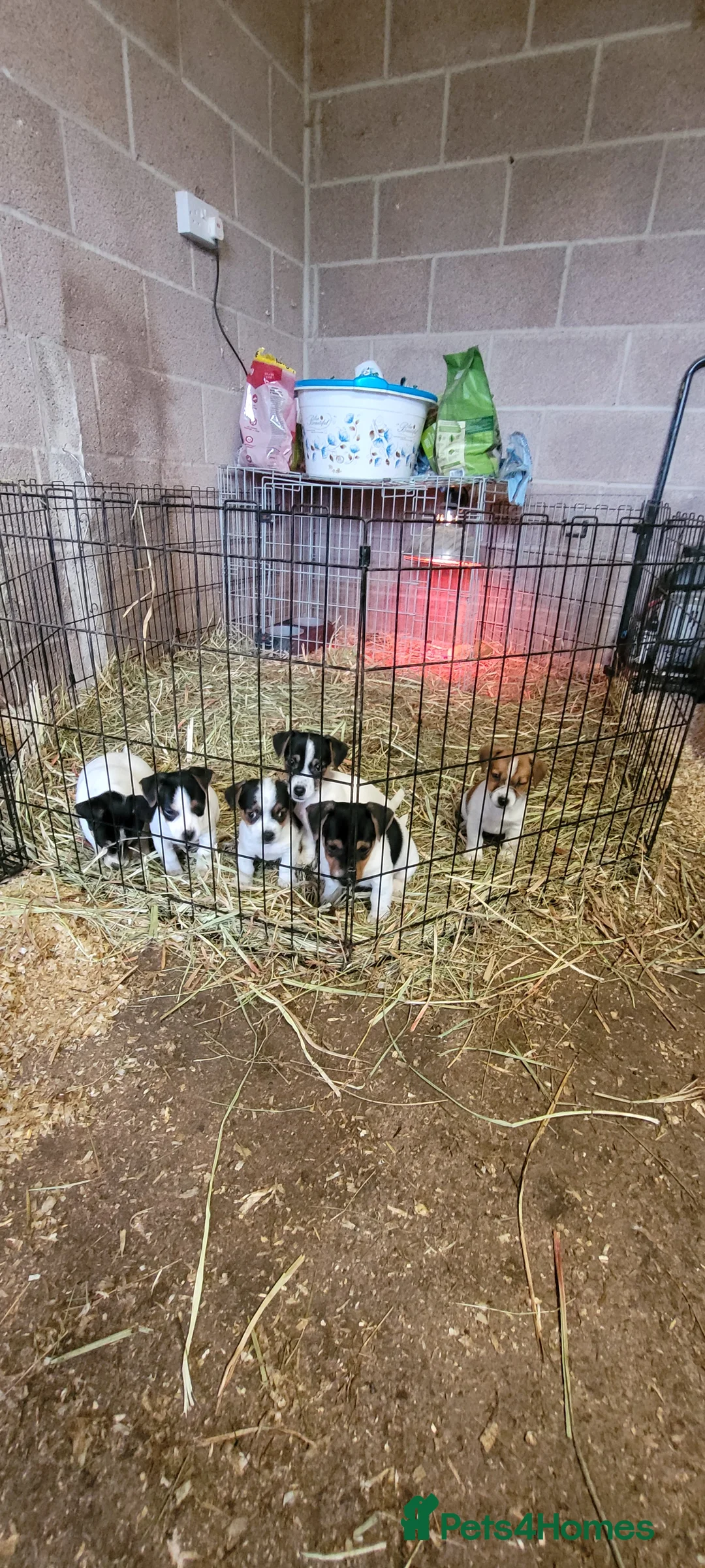 Jack Russell dogs for sale: Old fashioned short legged Jack russel pups!!! - Advert 18