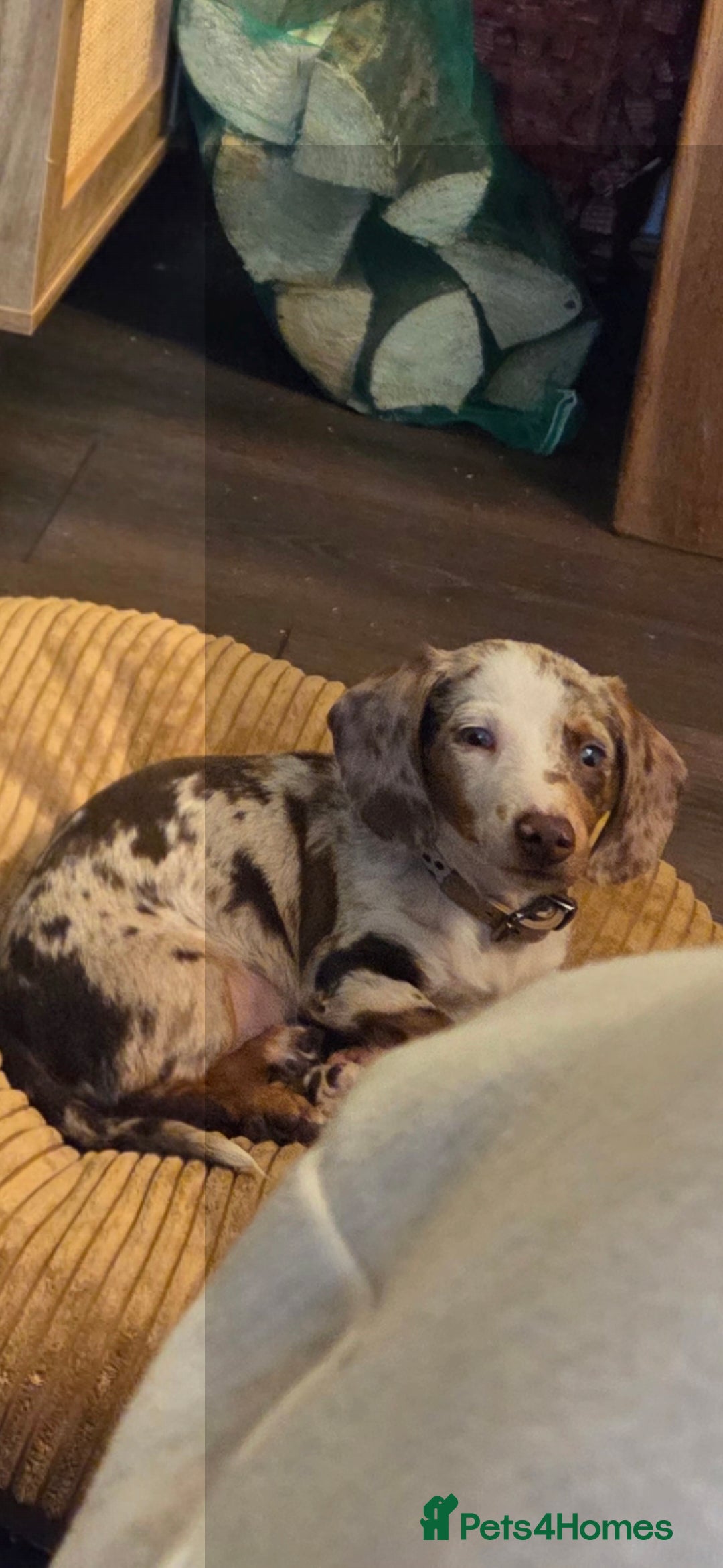 Dachshund dogs for sale: 17 week old little male dachshund  - Advert 6