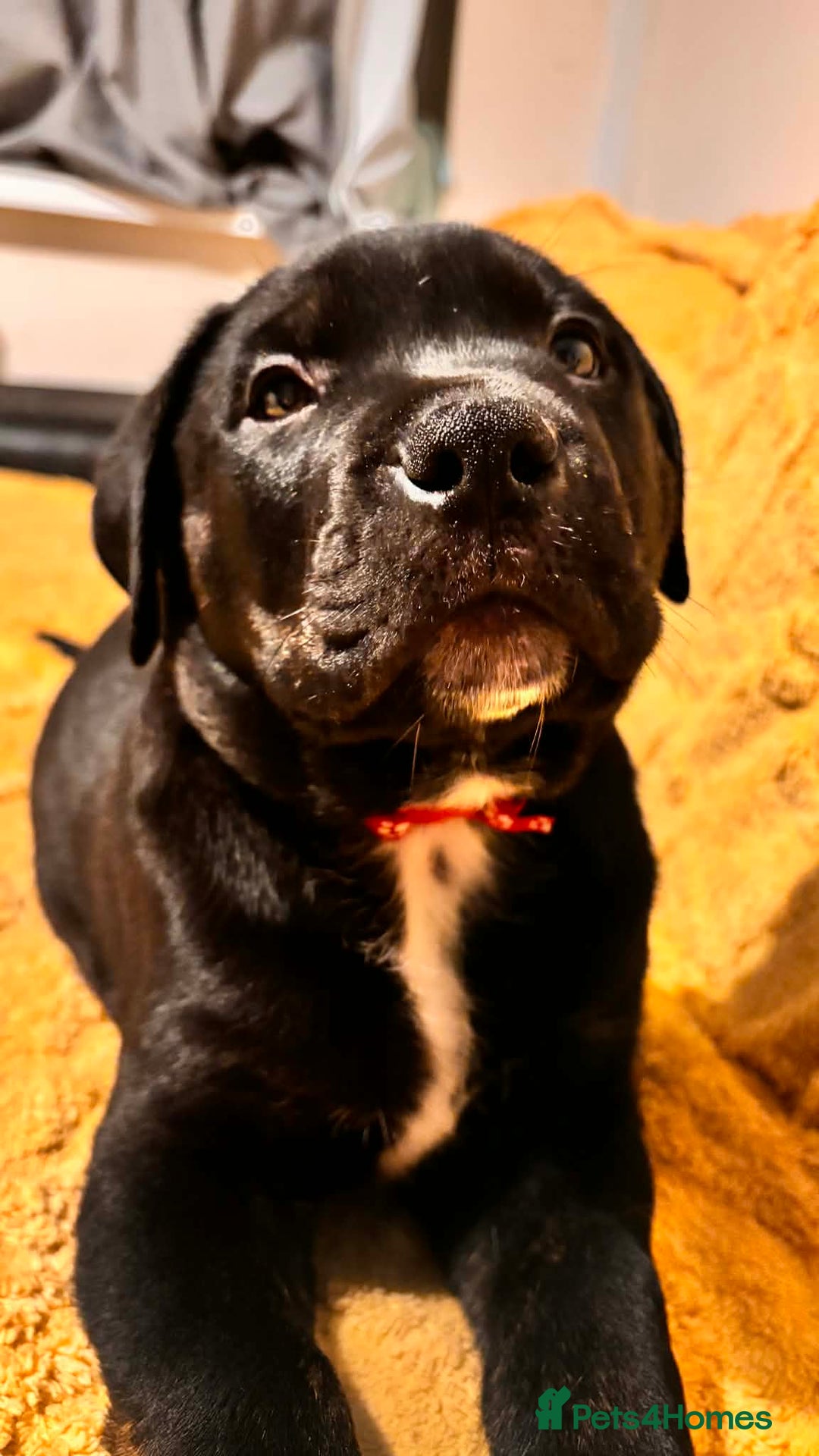 Mixed Breed dogs for sale: 5 lovely rotties x bully puppies - Advert 11