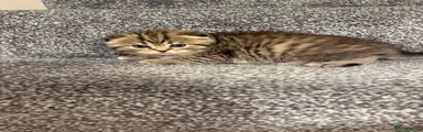 Scottish Fold Kitten 3