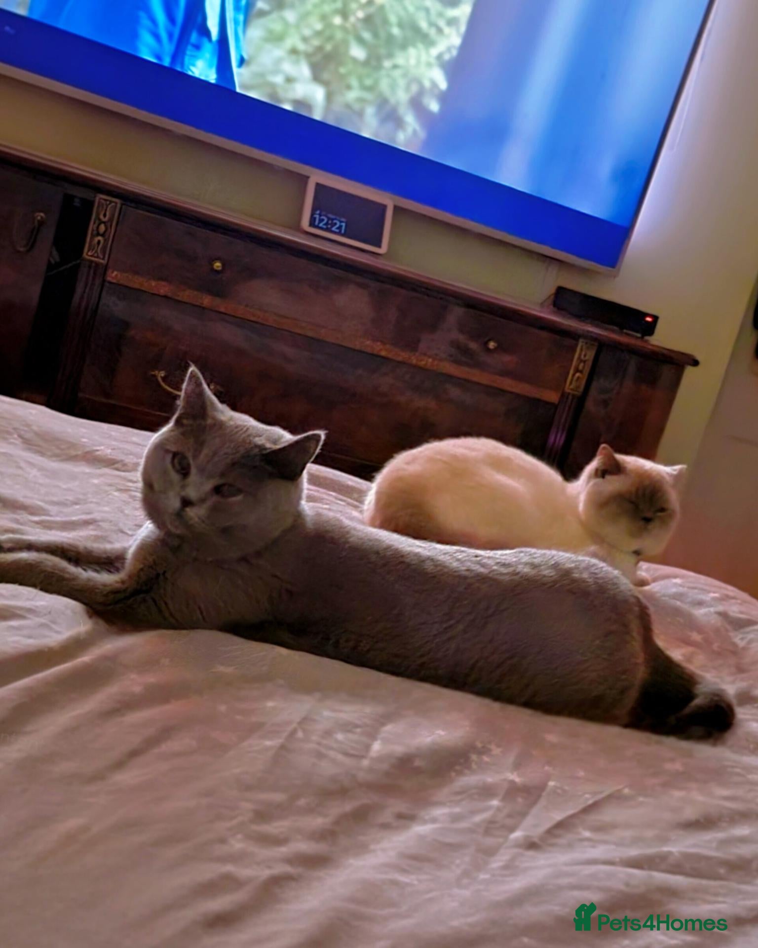 British Shorthair cats British Shorthair Kittens - Lilac & Blue Pedigree - Advert 2