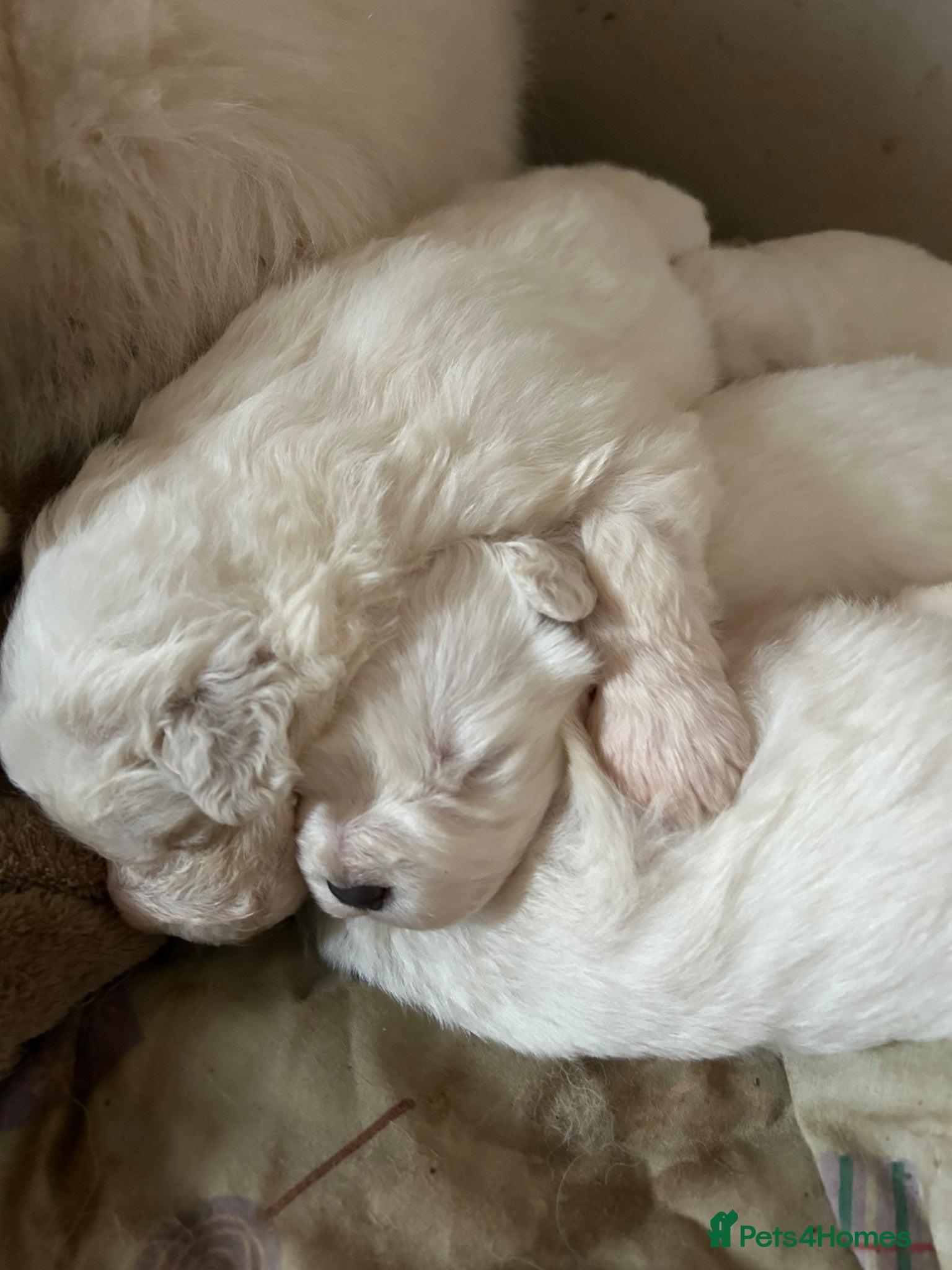 Maremma Sheepdog dogs  maremma sheepdog puppies - Advert 1