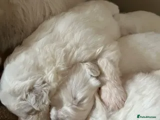 Maremma Sheepdog dogs maremma sheepdog puppies - Advert 11