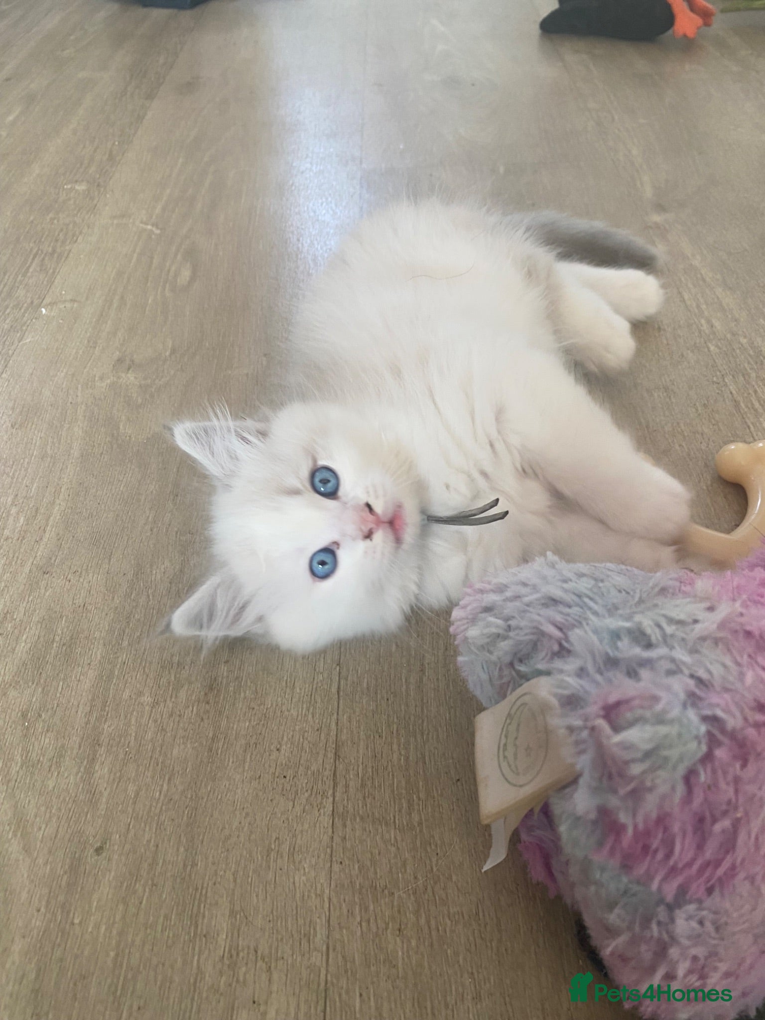 Ragdoll cats Blue lynx bi colour Ragdolls - Advert 7