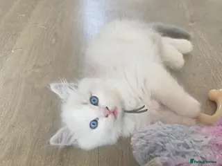 Ragdoll cats Blue lynx bi colour Ragdolls - Advert 7