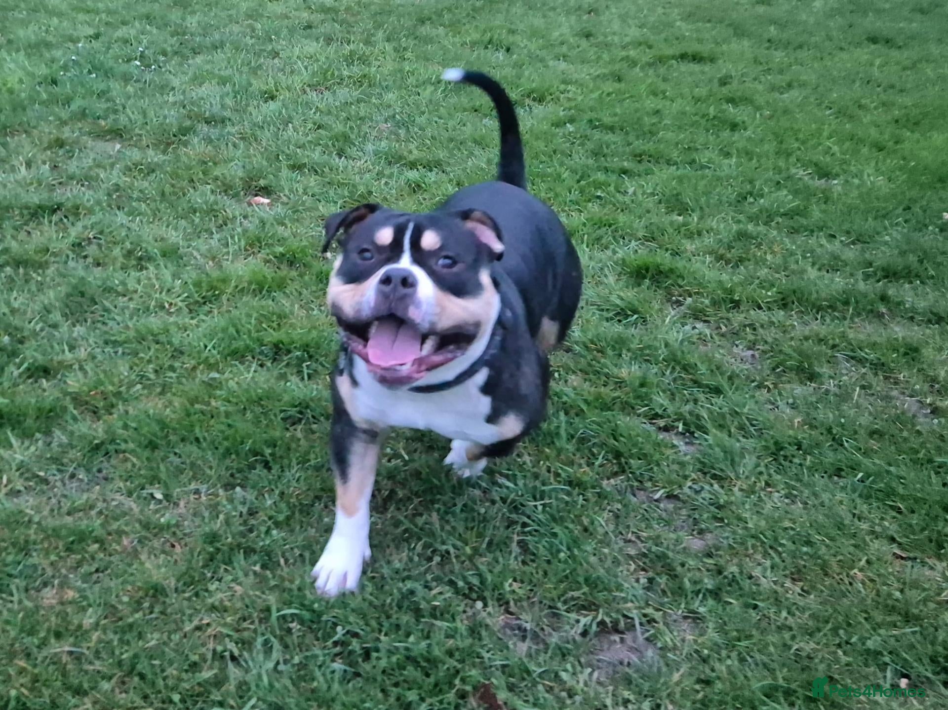 American Bully dogs Pocket bully for rehoming - Advert 15